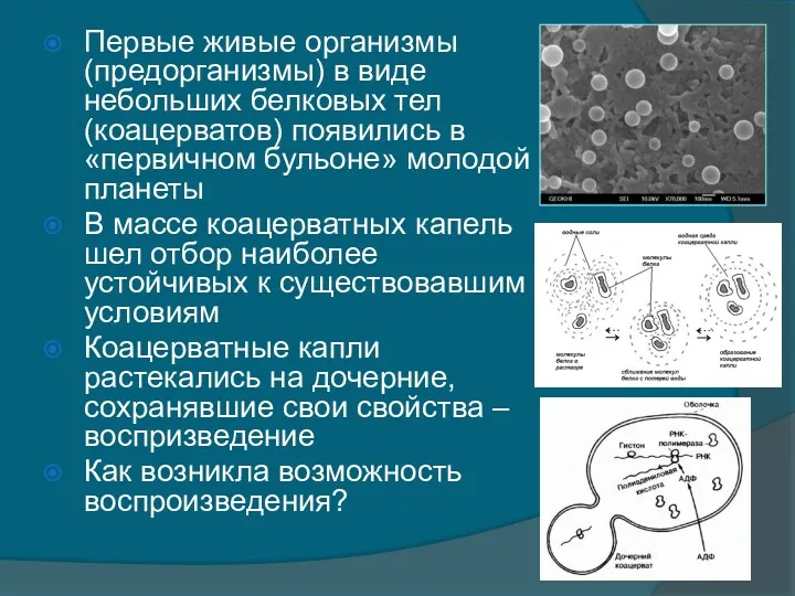 Первые живые организмы (предорганизмы) в виде небольших белковых тел (коацерватов)