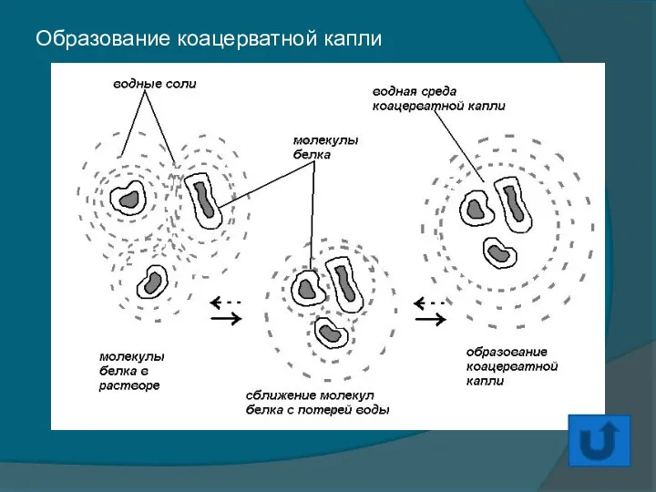 Образование коацерватной капли