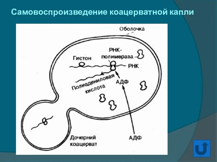 Самовоспроизведение коацерватной капли