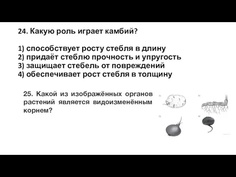 24. Какую роль иг­ра­ет камбий? 1) способствует росту стеб­ля в