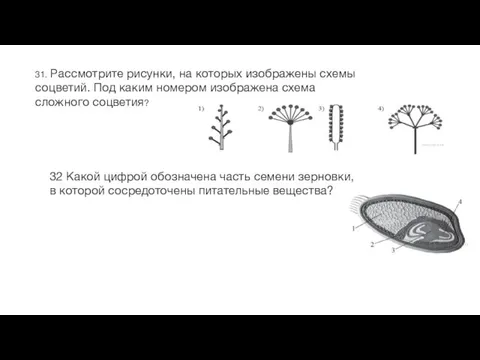 31. Рассмотрите рисунки, на которых изображены схемы соцветий. Под каким