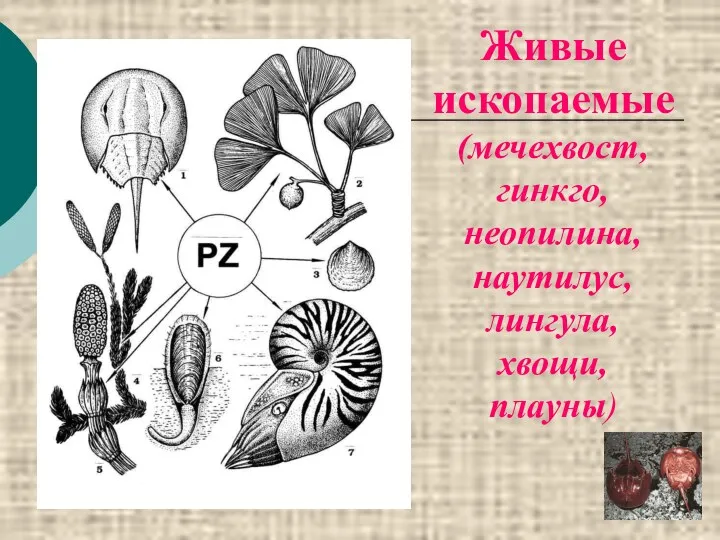 Живые ископаемые (мечехвост, гинкго, неопилина, наутилус, лингула, хвощи, плауны)