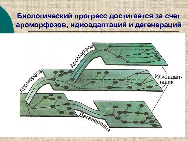 Биологический прогресс достигается за счет ароморфозов, идиоадаптаций и дегенераций