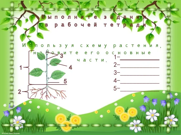 1 Используя схему растения, назовите его основные части. Выполните задания