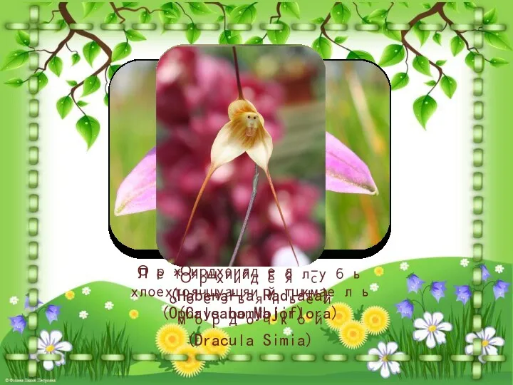 Летящий голубь (Habenaria Radiata) Орхидея – хохочущий шмель (Ophrys bomybliflora)