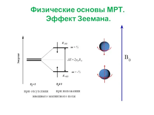 Физические основы МРТ. Эффект Зеемана. B0