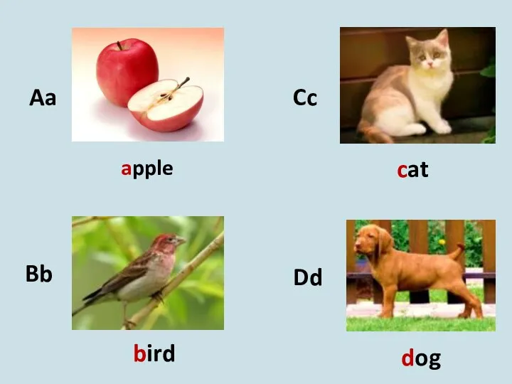 Aa Bb Cc Dd apple bird cat dog
