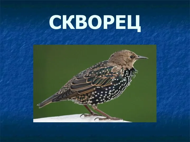 СКВОРЕЦ