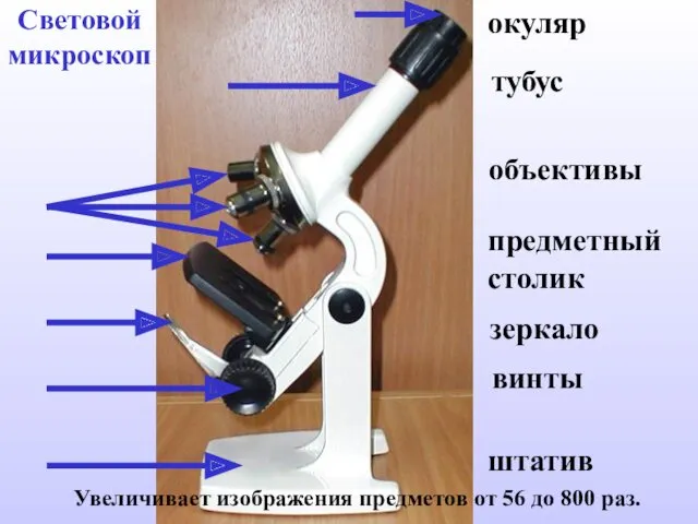 Световой микроскоп Увеличивает изображения предметов от 56 до 800 раз.