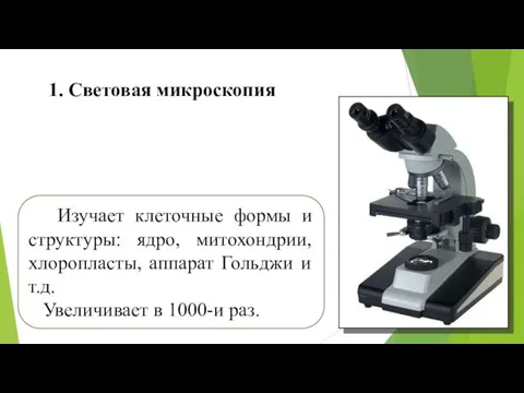 1. Световая микроскопия Изучает клеточные формы и структуры: ядро, митохондрии,