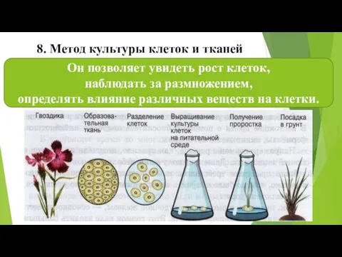 8. Метод культуры клеток и тканей Он позволяет увидеть рост клеток, наблюдать за