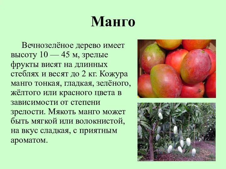 Манго Вечнозелёное дерево имеет высоту 10 — 45 м, зрелые фрукты висят на