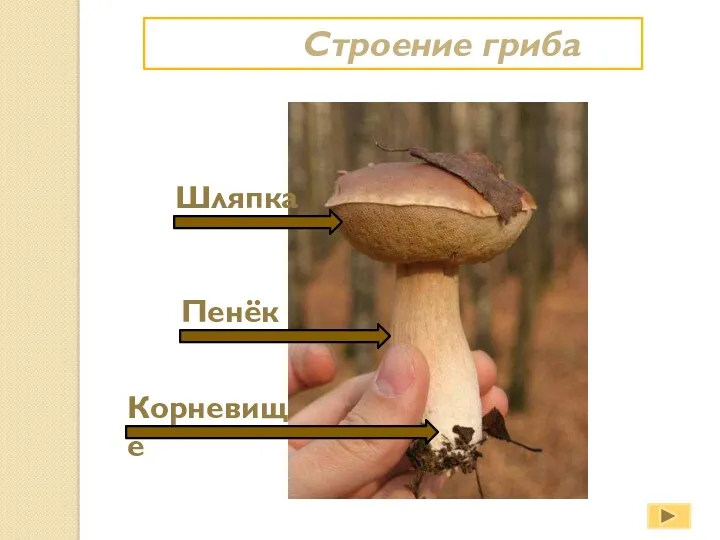 Строение гриба Шляпка Пенёк Корневище