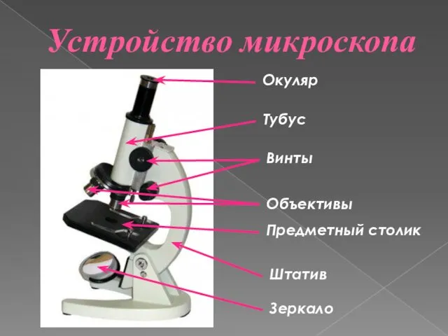 Устройство микроскопа Окуляр Объективы Винты Штатив Зеркало Тубус Предметный столик