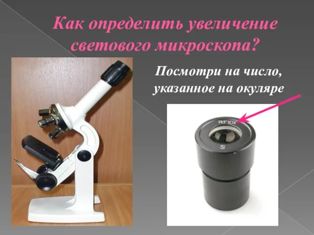 Как определить увеличение светового микроскопа? Посмотри на число, указанное на окуляре
