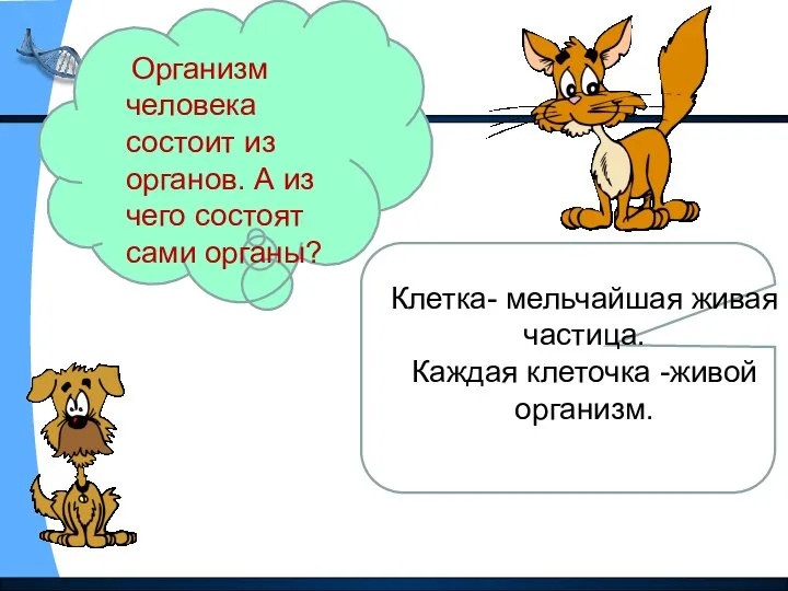 Организм человека состоит из органов. А из чего состоят сами