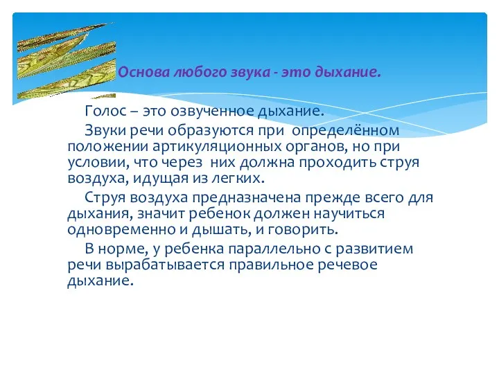 Основа любого звука - это дыхание. Голос – это озвученное дыхание. Звуки речи