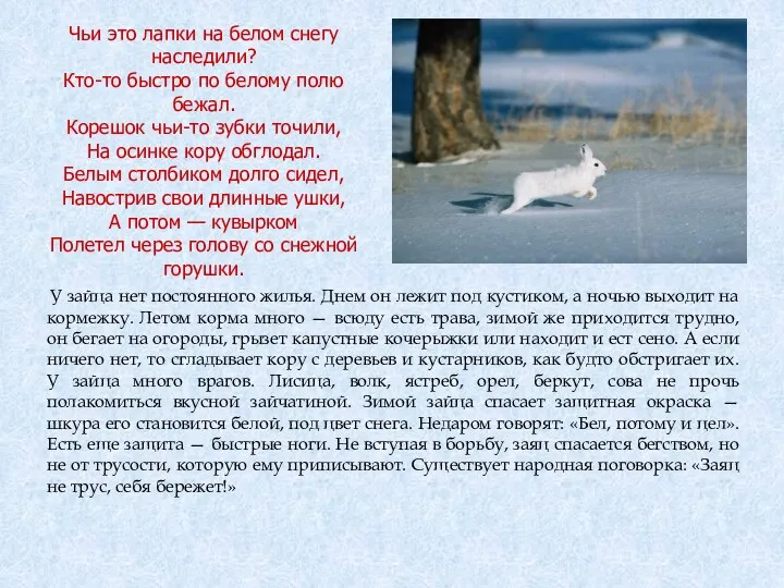 Чьи это лапки на белом снегу наследили? Кто-то быстро по белому полю бежал.