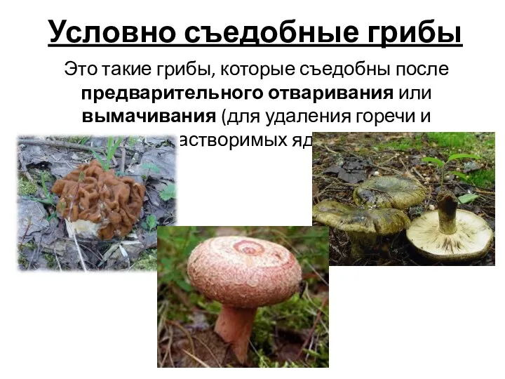 Условно съедобные грибы Это такие грибы, которые съедобны после предварительного отваривания или вымачивания