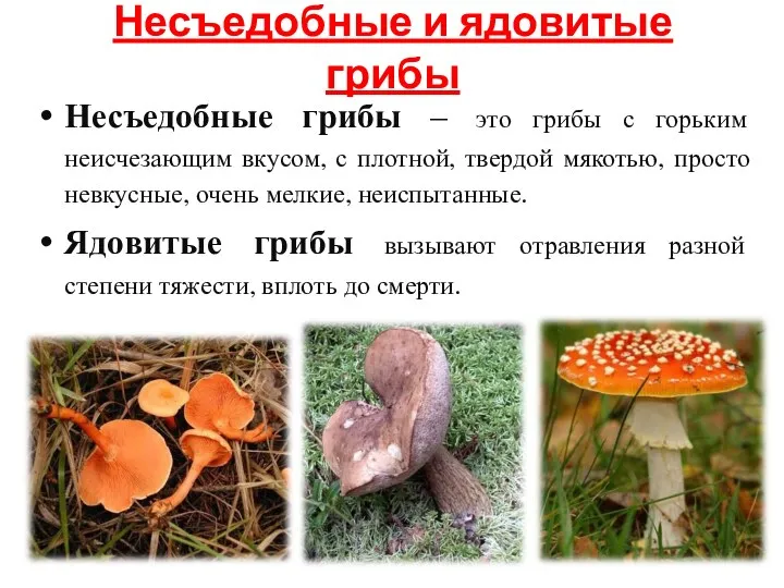 Несъедобные и ядовитые грибы Несъедобные грибы – это грибы с горьким неисчезающим вкусом,