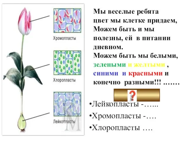 Мы веселые ребята цвет мы клетке придаем, Можем быть и мы полезны, ей