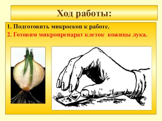 Ход работы: 1. Подготовить микроскоп к работе. 2. Готовим микропрепарат клеток кожицы лука.