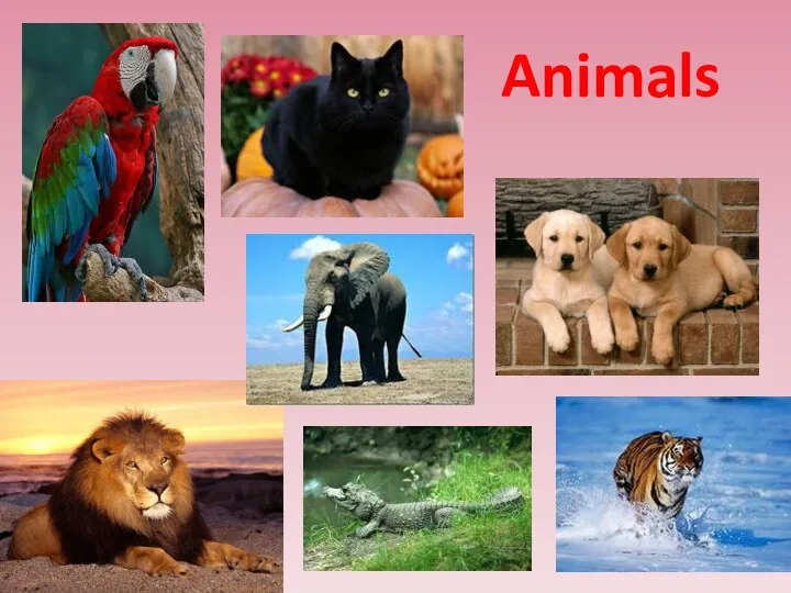 Animals