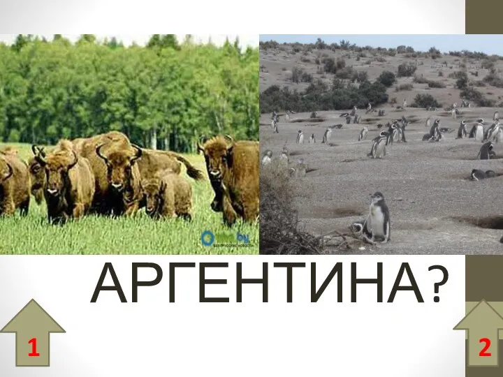 АРГЕНТИНА? 1 2