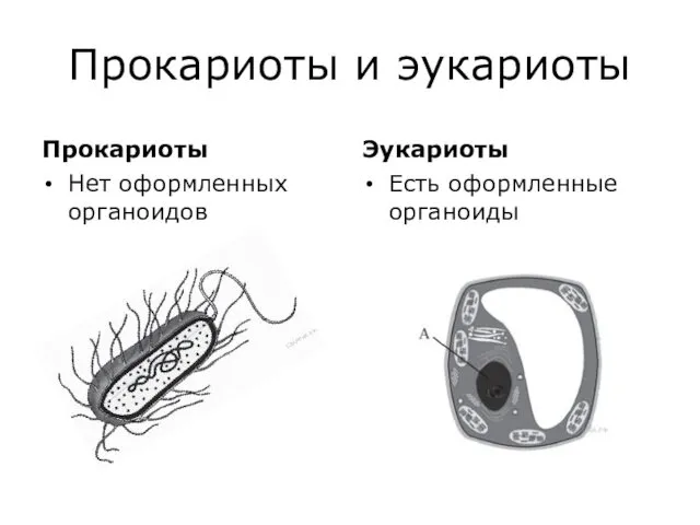 Прокариоты и эукариоты Прокариоты Нет оформленных органоидов Эукариоты Есть оформленные органоиды