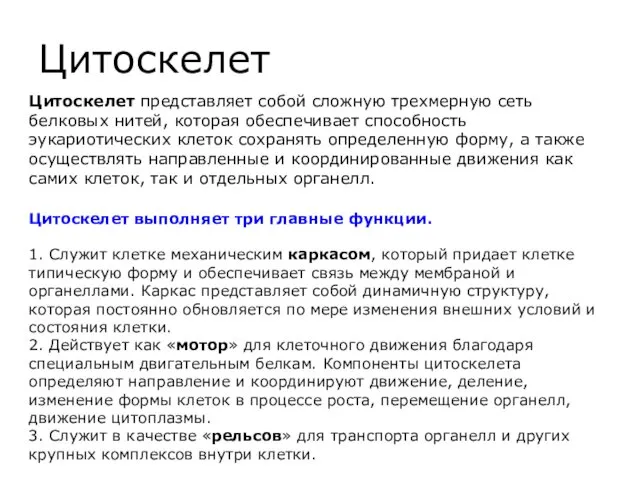 Цитоскелет Цитоскелет представляет собой сложную трехмерную сеть белковых нитей, которая