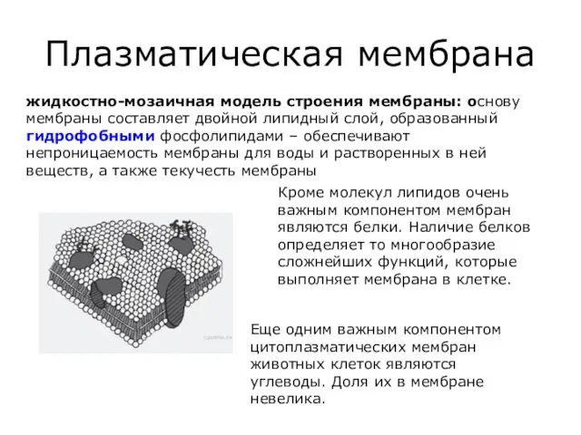 Плазматическая мембрана жидкостно-мозаичная модель строения мембраны: основу мембраны составляет двойной