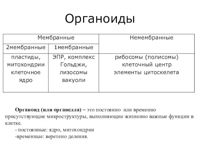 Органоиды Органоид (или органелла) – это постоянно или временно присутствующие