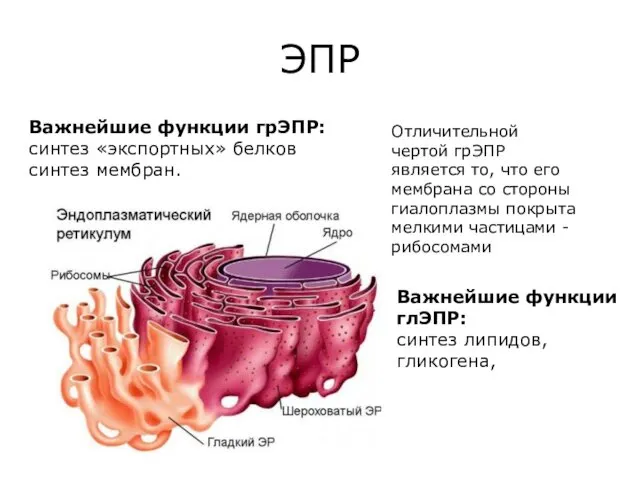 ЭПР Важнейшие функции грЭПР: синтез «экспортных» белков синтез мембран. Отличительной