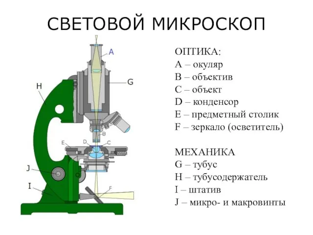 СВЕТОВОЙ МИКРОСКОП ОПТИКА: А – окуляр B – объектив С