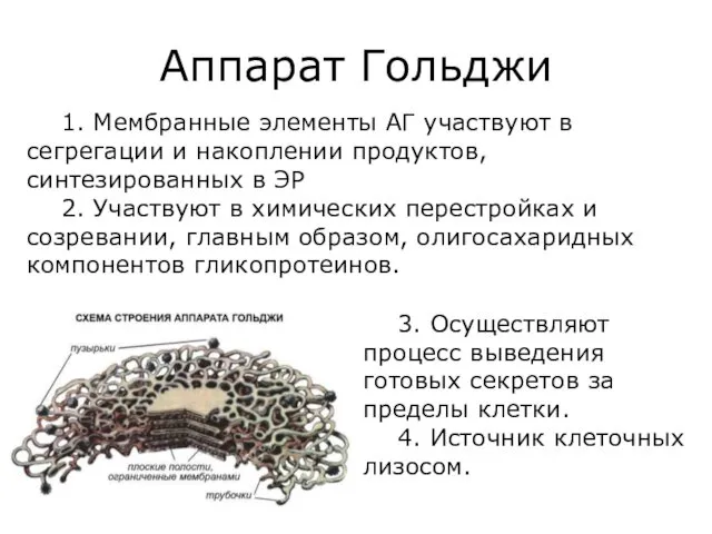 Аппарат Гольджи 1. Мембранные элементы АГ участвуют в сегрегации и