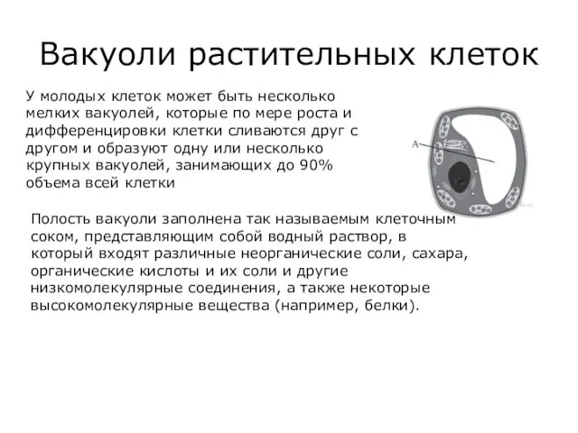 Вакуоли растительных клеток У молодых клеток может быть несколько мелких