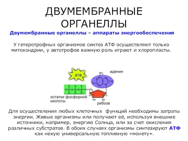 ДВУМЕМБРАННЫЕ ОРГАНЕЛЛЫ Двумембранные органеллы – аппараты энергообеспечения У гетеротрофных организмов