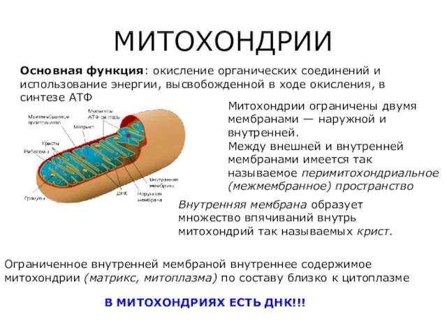 МИТОХОНДРИИ Основная функция: окисление органических соединений и использование энергии, высвобожденной