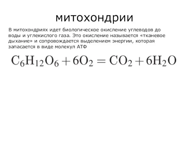 митохондрии В митохондриях идет биологическое окисление углеводов до воды и