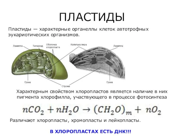 ПЛАСТИДЫ Пластиды — характерные органеллы клеток автотрофных эукариотических организмов. Характерным