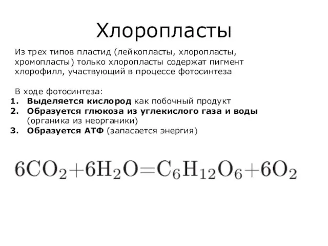 Хлоропласты Из трех типов пластид (лейкопласты, хлоропласты, хромопласты) только хлоропласты