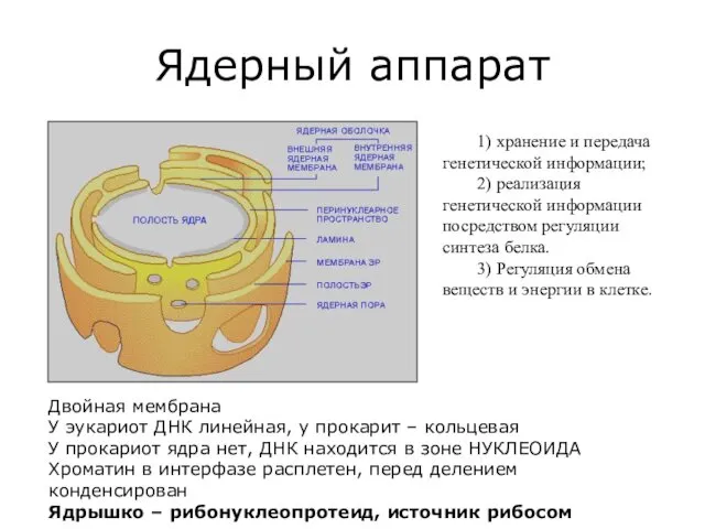 Ядерный аппарат 1) хранение и передача генетической информации; 2) реализация