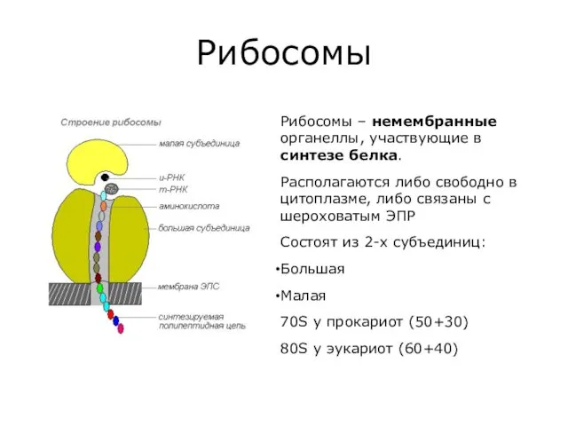 Рибосомы Рибосомы – немембранные органеллы, участвующие в синтезе белка. Располагаются