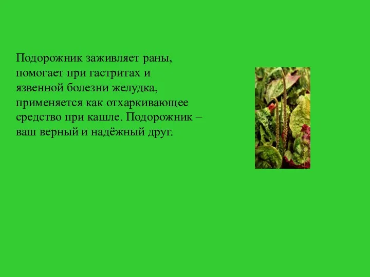 Подорожник заживляет раны, помогает при гастритах и язвенной болезни желудка,