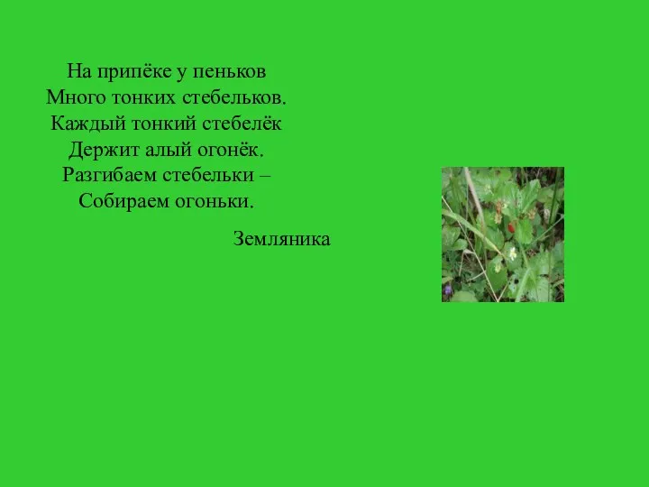 На припёке у пеньков Много тонких стебельков. Каждый тонкий стебелёк