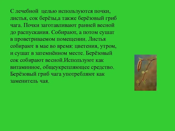 С лечебной целью используются почки, листья, сок берёзы,а также берёзовый