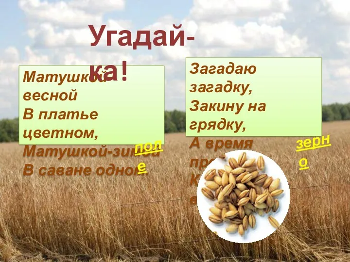 Матушкой-весной В платье цветном, Матушкой-зимой В саване одном. Загадаю загадку,