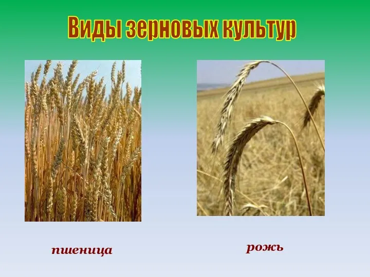 Виды зерновых культур пшеница рожь