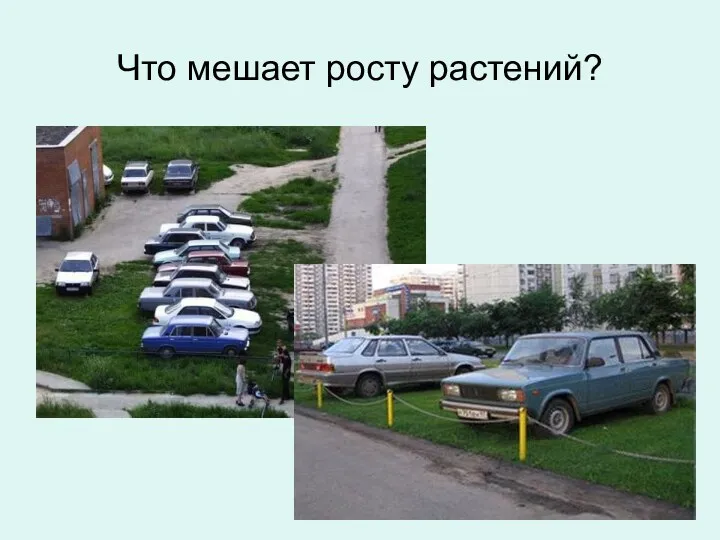 Что мешает росту растений?