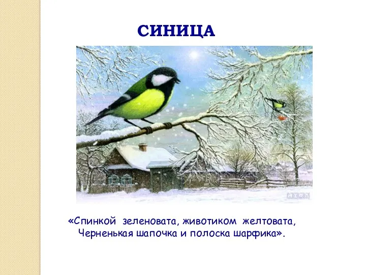 СИНИЦА «Спинкой зеленовата, животиком желтовата, Черненькая шапочка и полоска шарфика».